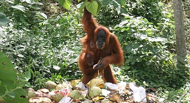 Yaşamış en büyük primatın iklim değişikliği nedeniyle yok olduğu belirlendi