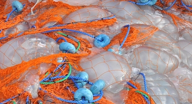 Akdeniz'de avlanan balıkçıların ağları ölü göçmen denizanalarıyla doldu