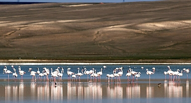 Flamingoların yaşam alanlarından Düden Gölü'nde su çekildi