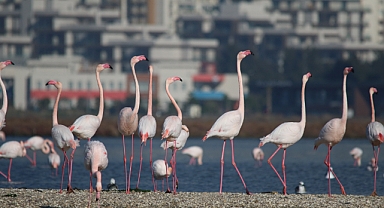 Gediz Deltası’nı tehdit eden Jeotermal Kaynak Arama  Projesine Karşı Dava Açıldı.