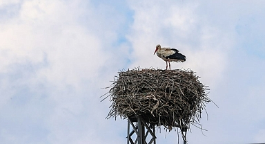 İklim değişikliği leyleklerin genetik alışkanlıklarını değiştiriyor