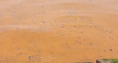 Marmara'da korkutan görüntüler: Rengi değişiyor, denizanası istilası yayılıyor