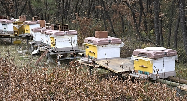 Mevsim değişiklikleri bal üretimini ve arıcılığı olumsuz etkiliyor