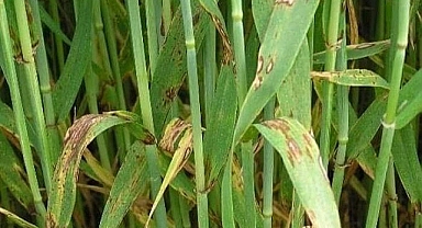 Mevsim normallerinin üstündeki sıcaklıklar Edirne'de bazı buğday tarlalarında hastalığa yol açtı