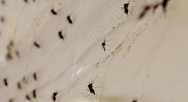 Porto Riko'da dang humması vakalarında artış nedeniyle acil durum ilan edildi