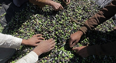 Son 20 yılda Filistinlilere ait 800 bin zeytin ağacı İsrail saldırılarında yok oldu