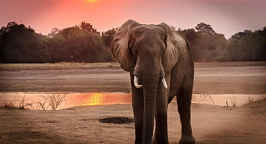 Almanya ve Bostvana arasında 'fil' krizi