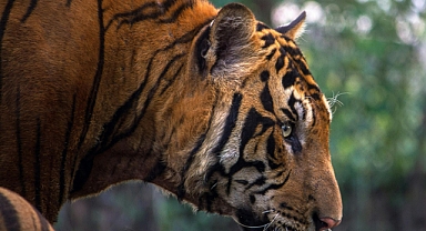 Araştırma: Endonezya'da nesli tükendiği düşünülen Java kaplanı yaşıyor olabilir