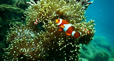 Avustralya, bu yıl Büyük Set Resifi'nin yüzde 73'ünde ağarma görüldüğünü açıkladı