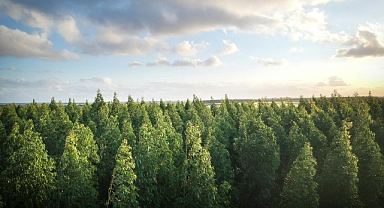 Borç Doğa Takası İklim Mücadelesine 100 Milyar Dolar Sağlayabilir!