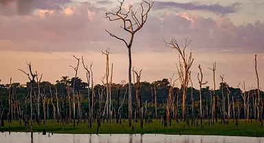 Brezilya ve Kolombiya'da tropik orman kaybı azaldı, ancak dünya hala