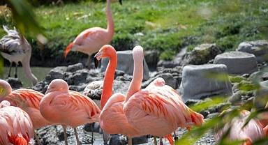 Canlıları koruma çalışmaları biyoçeşitlilik kaybını yavaşlatıyor