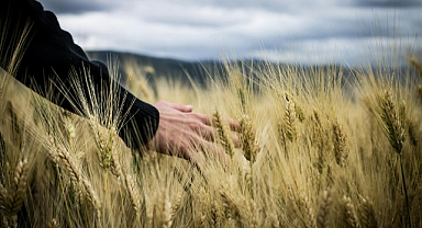 Edirne ve Tekirdağ'da buğday üreticilerine 