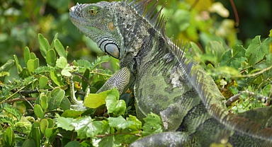 Enerji geçişinde biyoçeşitliliği korumak kritik