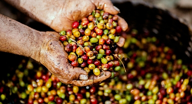 İklim değişikliği Antalya'da kahve üretimini artırdı!