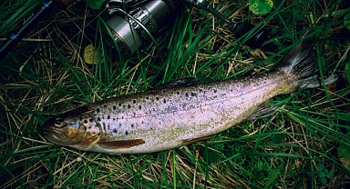 Isparta'da yeni bir alabalık türü keşfedildi
