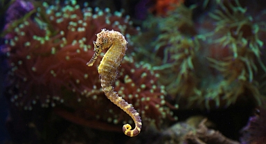 İzmit Körfezi'ndeki denizatlarının yaşamı belgesel oluyor!