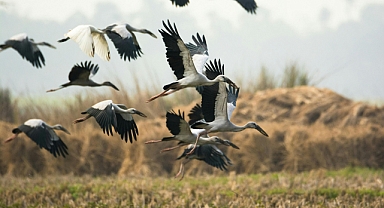 Kızılırmak Deltası'ndaki leylek popülasyonunda artış gözlemlendi