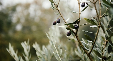 Manisa'da zeytin ağaçlarında halkalı leke hastalığı görüldü