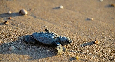 Mersin'de caretta carettaların yumurta bıraktığı sahile uyarı levhaları dikildi