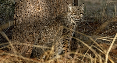 Nesli tükenme tehlikesi altındaki 