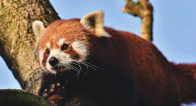 Paris'teki hayvanat bahçesi, nesli tükenme tehlikesi altındaki kızıl pandaya yuva oldu
