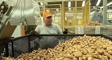 Portekiz'in mantar ormanları büyük karbon yutakları; ancak iklim değişikliğinden kaynaklanan tehditlerle karşı karşıyalar