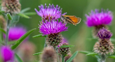 Süt devedikeni: Karaciğer sağlığı için doğal takviye