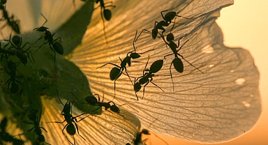 Yapay zeka, ekosistemi tehdit eden istilacı türlerle mücadeleyi kolaylaştırıyor