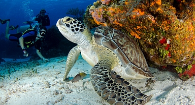 Antalya'nın Çıralı sahilinde caretta carettalar yumurta bırakmaya başladı