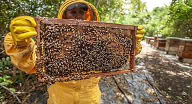 Bal arısı ırkları gen bankasıyla korunacak!