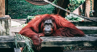 Bir ilk: Rakus adındaki orangutan yaralarını bitkiyle tedavi etti!