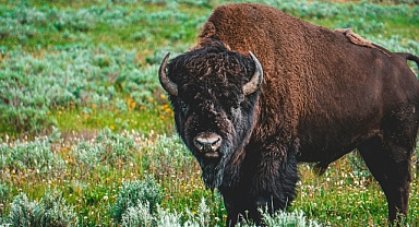 Bizonlar, karbondioksit emisyonuyla verilen mücadeleye yardım edebilir