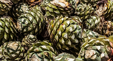 Daday Fidanlık Şefliği: Çam Tohumlarıyla Ormanları Yeniden Yeşertiyor