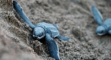Deniz Kaplumbağalarının İklim Değişikliğiyle Mücadelesi