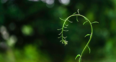 Karbon alıcılarından gelen en sık sorulan 5 soru