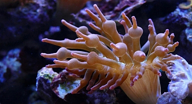 Nesli tehlike altında olan kırmızı mercanlar Ayvalık'ta görüntülendi!