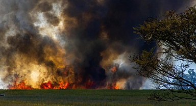 Otlak ve çalılıklar orman yangınlarının neden olduğu zararı artırıyor