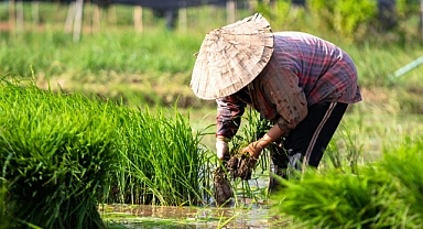 Pirinç Tarımında Devrim: Startup Rize'nin Tekniğiyle Metan Emisyonları Yarıya İniyor