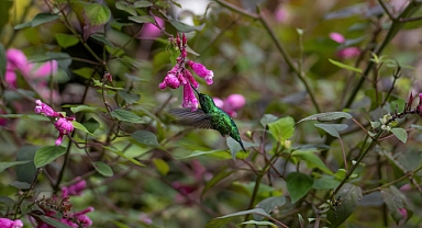 Türkiye'nin Biyolojik Çeşitliliği: Zenginlikler ve Tehditler