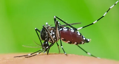 Hangi Avrupa ülkelerinde kaplan sivrisinekleri var? Dang humması vakaları sıcaklıklarla birlikte artıyor