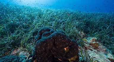 İklim değişikliği ve kirliliğe karşı Ege Denizi’nde ortak koruma alanları önerisi