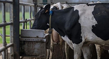 Danimarka, çiftlik hayvanlarının saldığı gazlar için vergi almayı planlıyor.