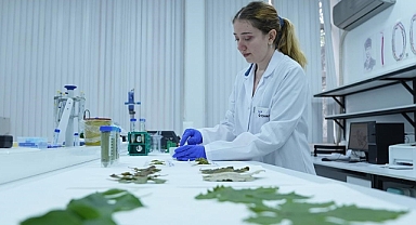 Meyve yaprağından elde edilecek bitkisel proteinle daha az sera gazı salınacak