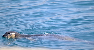 ODTÜ'nün koruma altındaki sahiline Akdeniz foku ve kaplumbağalar konuk oluyor
