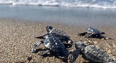 Türkiye'de bu yıl 14 bin 807 yavru deniz kaplumbağası denize ulaştı.