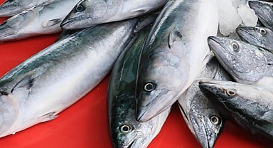 Deniz suyu sıcaklığı palamudun ağırlığını olumsuz etkiledi