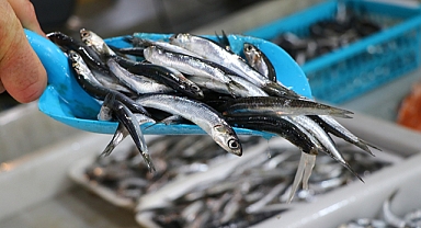 Ekosistem esaslı balıkçılık olmazsa hamsi ve istavrit de olmayabilir