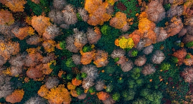En sıcak yıl bitkilerin karbon yutma kapasitesini azalttı