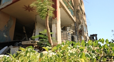 Gazze'de çiftçiler, İsrail'in tahrip ettiği tarım arazileriyle birlikte umutları da yeşertiyor